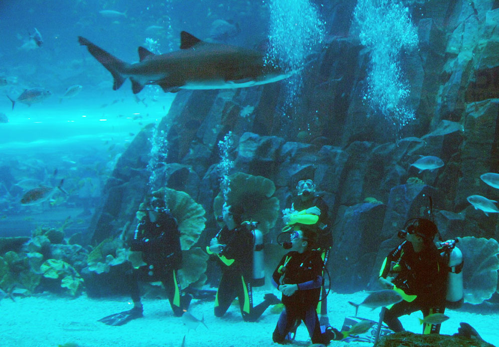 Давинг с акулами в Дубай Молле